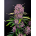 Purple Lemonade Auto - FastBuds